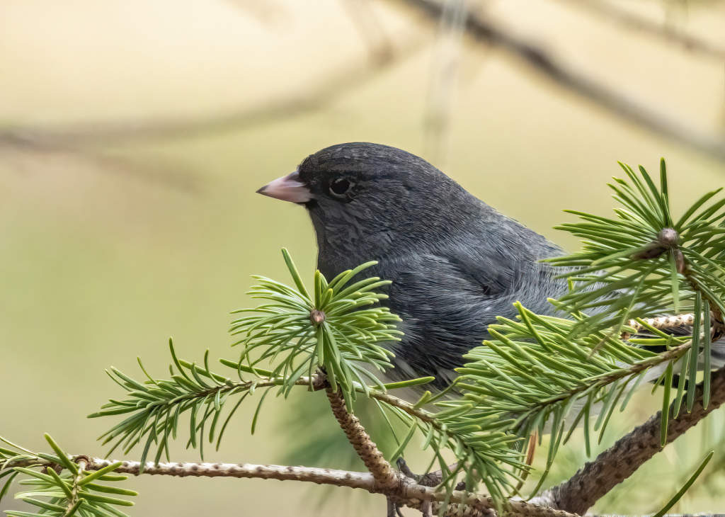 Junco 