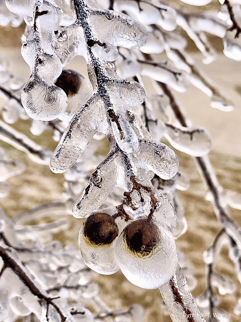 Winter In Texas 