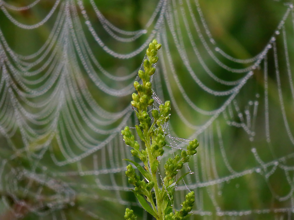 Covered Plant With Web Background