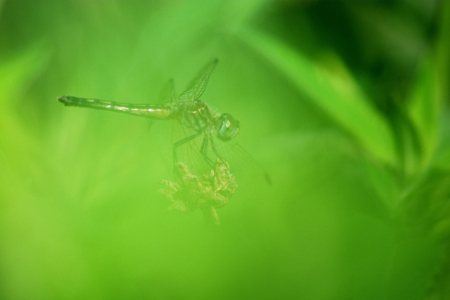 Dragonfly in the Green