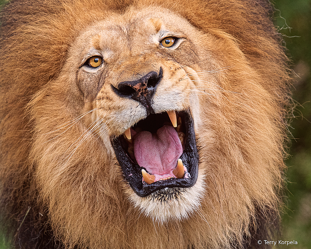 lion - ID: 16042834 © Terry Korpela