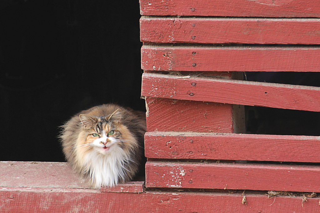 Barn Cat