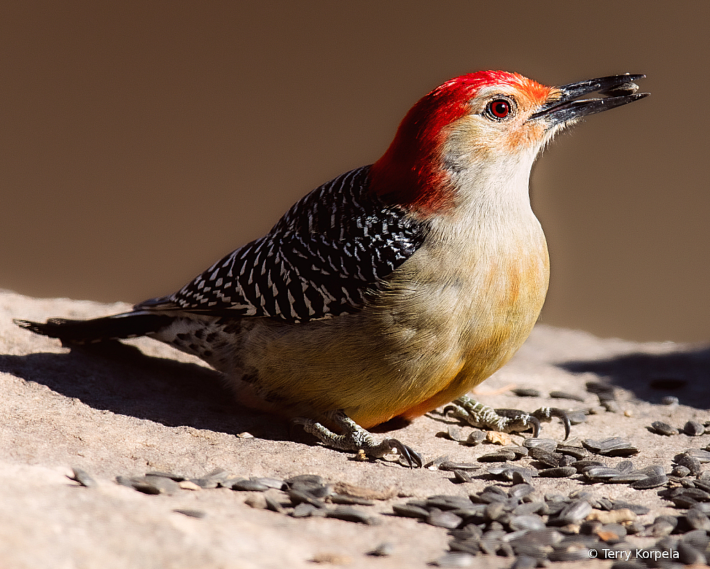 Red-bellied Woodpecker - ID: 16042945 © Terry Korpela