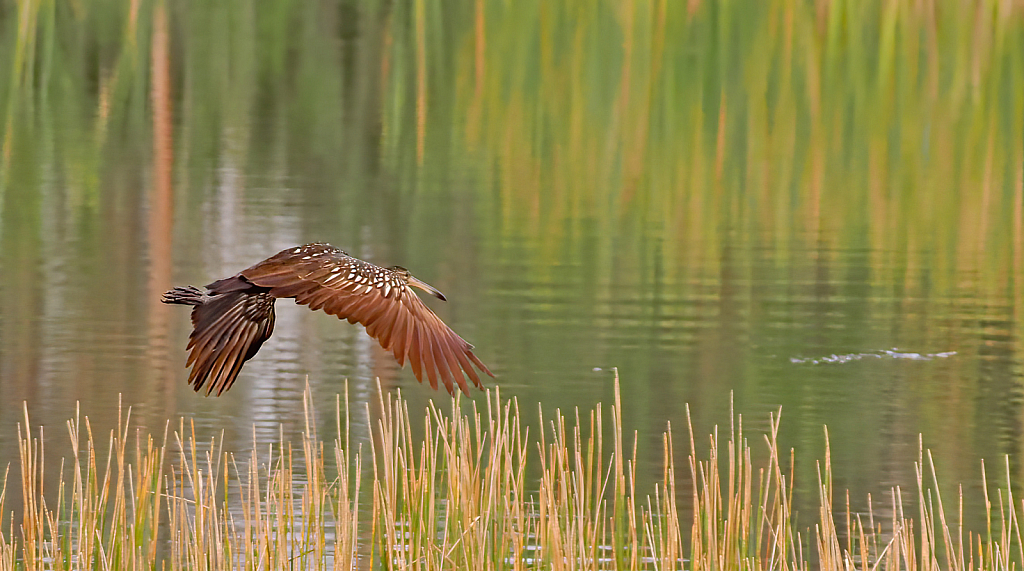 Limpkin in Flight