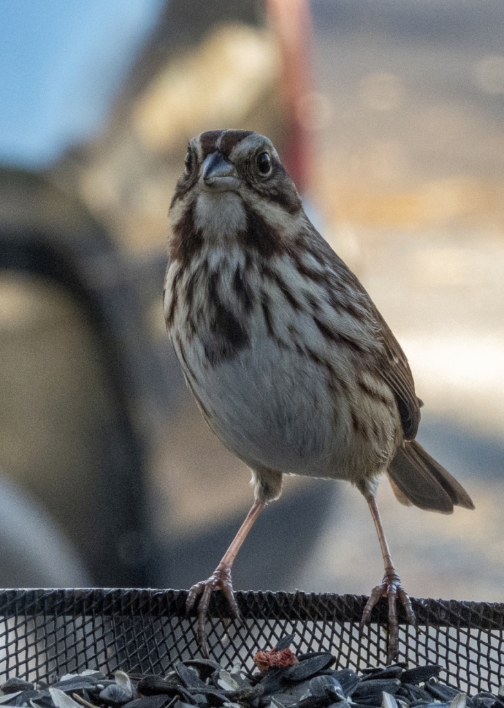 Song Sparrow