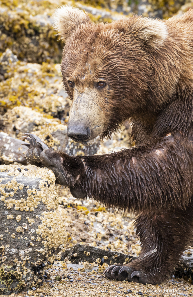 Male Bear Clamming - ID: 16042990 © Jessica Boklan