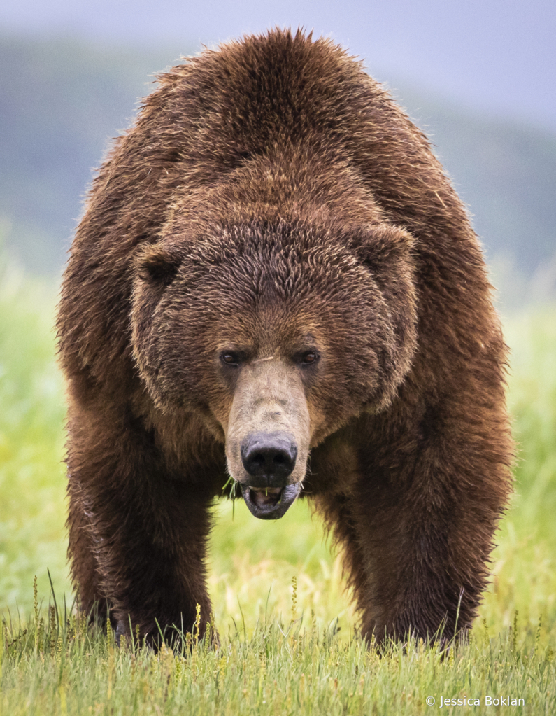 Courtship Interloper - ID: 16042995 © Jessica Boklan