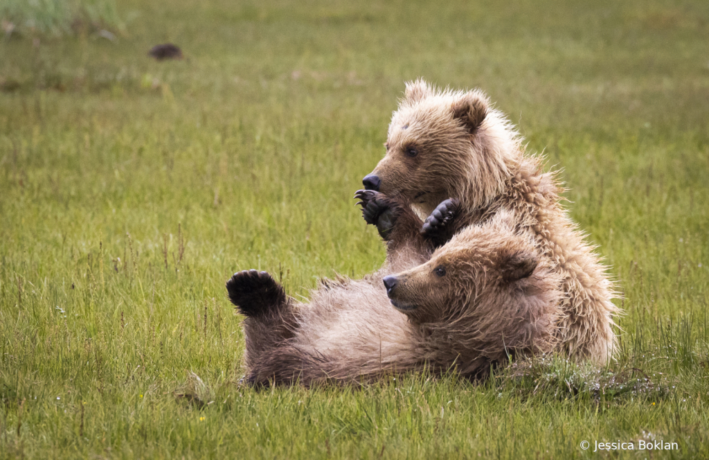 Chilling Cubs