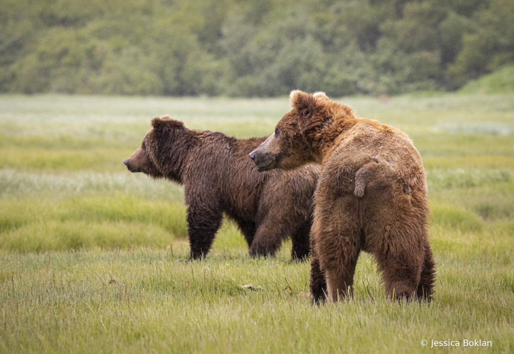 Courtship Interrupted - ID: 16043035 © Jessica Boklan