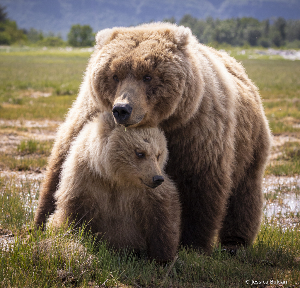 Mama Bear's Protection - ID: 16043038 © Jessica Boklan