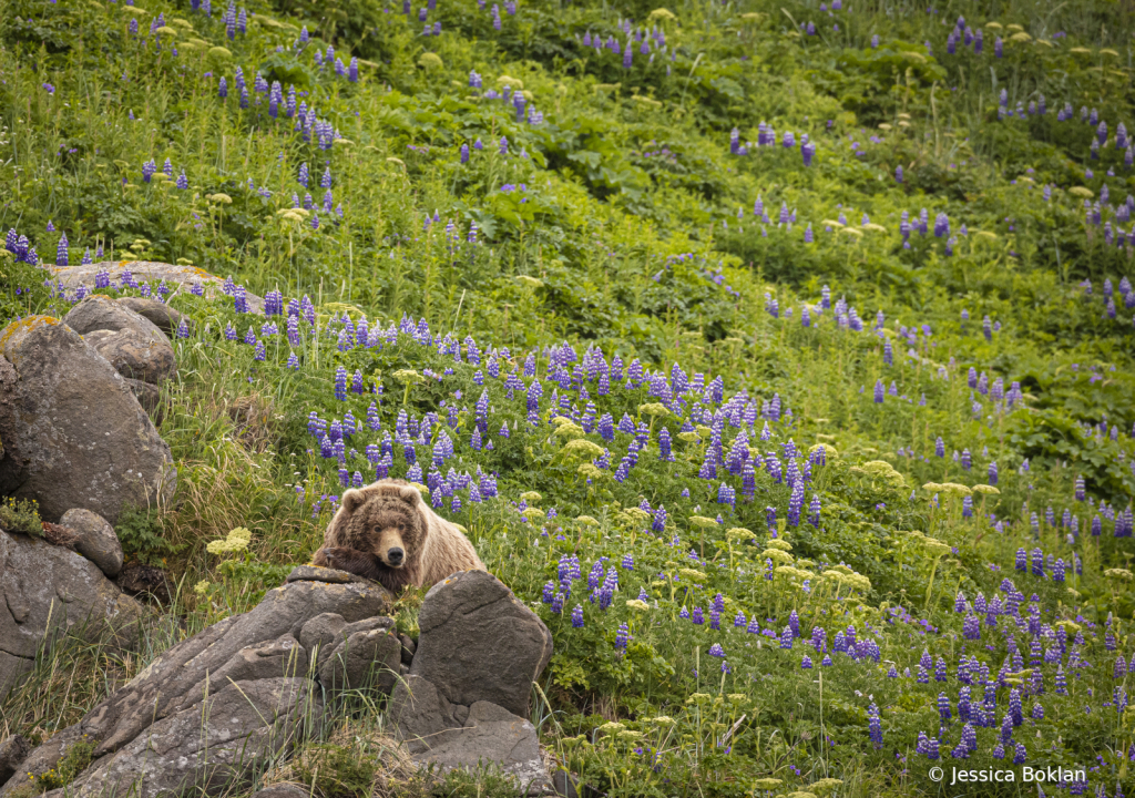 Chilling Brown Bear with Lupines