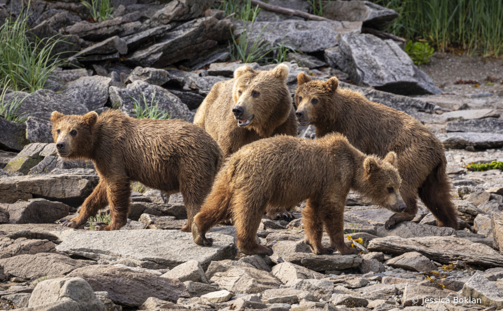 Mom with Two-Year-Old Cubs