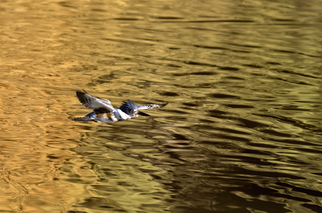 Soaring Along - ID: 16043105 © Kelley J. Heffelfinger