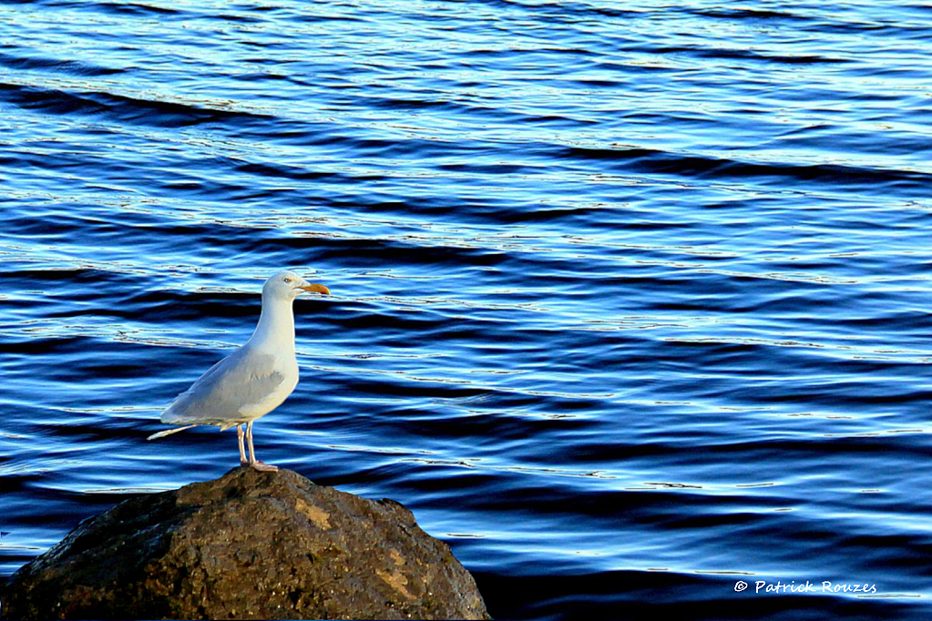 Watching The Waves