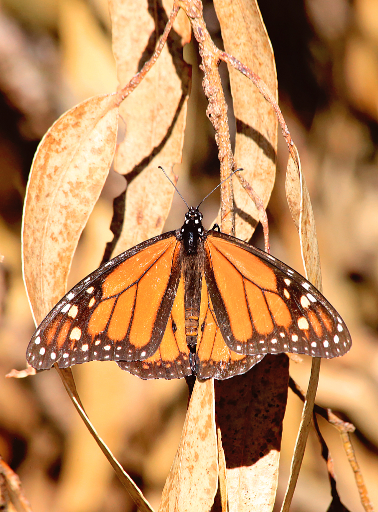 Monarch Butterfly