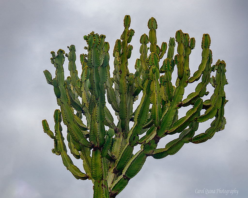 Prickly