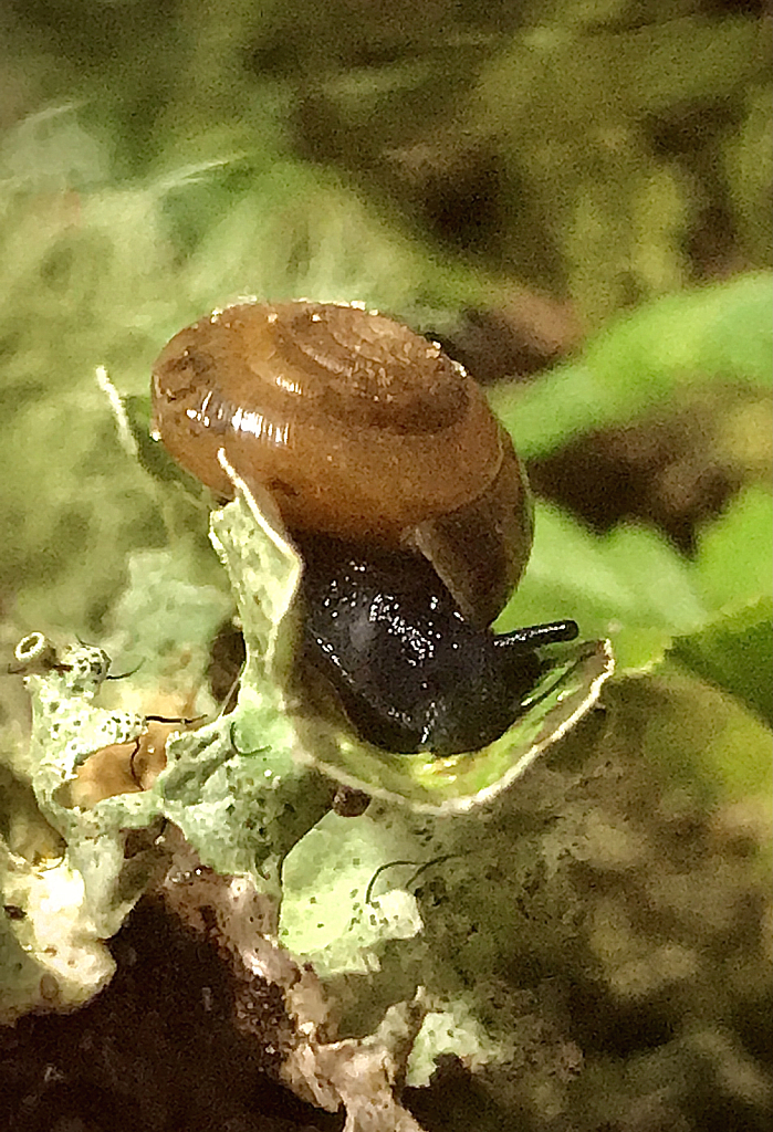 Eating the algae  - ID: 16043083 © Elizabeth A. Marker