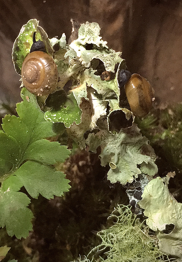 Two tiny snails  - ID: 16043086 © Elizabeth A. Marker