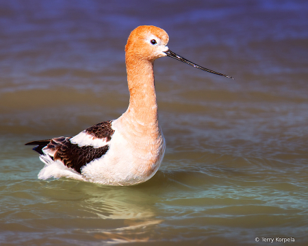 American Avocet