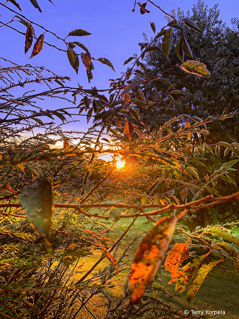 Backyard Sunrise - ID: 16042408 © Terry Korpela