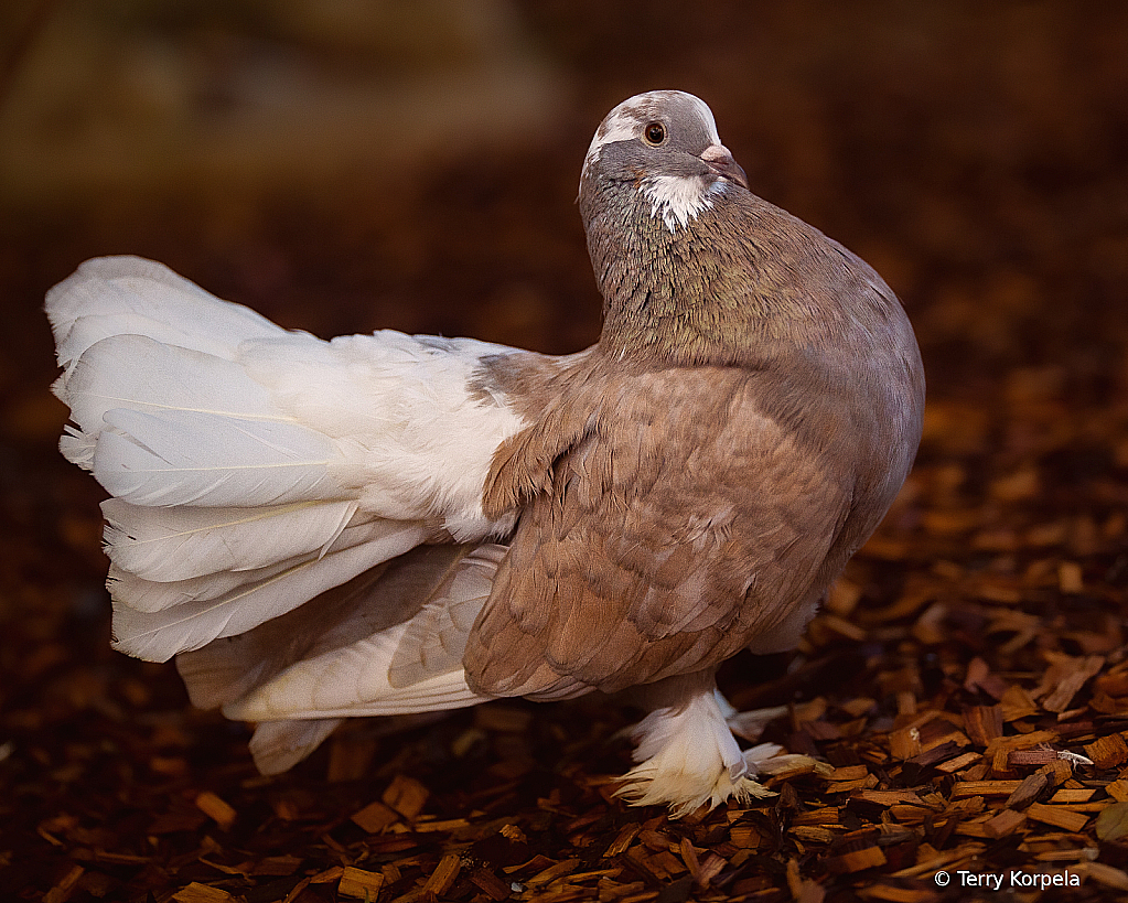 Indian Fantail Pigeon - ID: 16042410 © Terry Korpela