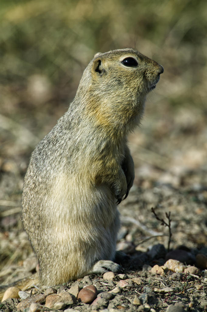 Prairie Dog, 908V3901 - ID: 16042412 © Larry Adamache