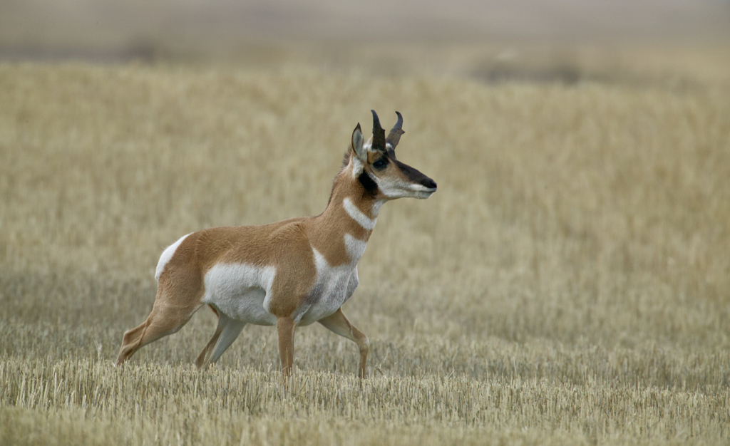 Antelope, 908V3922 - ID: 16042414 © Larry Adamache