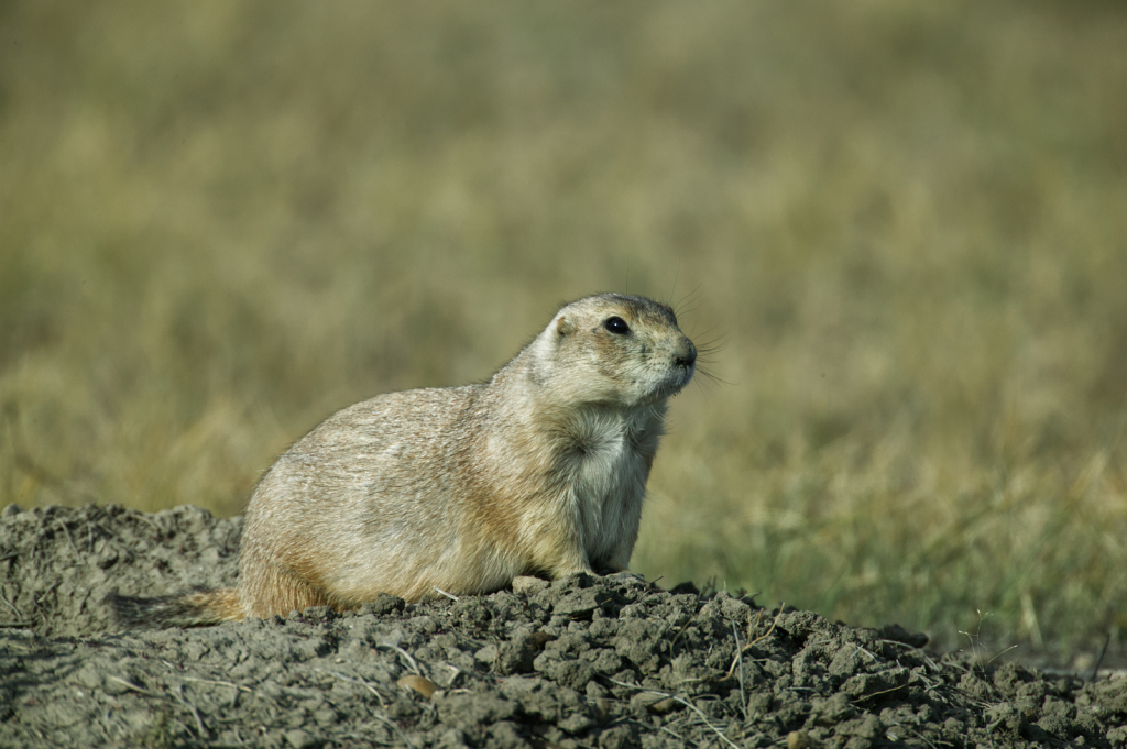 Prairie Dog, 908V3911 - ID: 16042413 © Larry Adamache