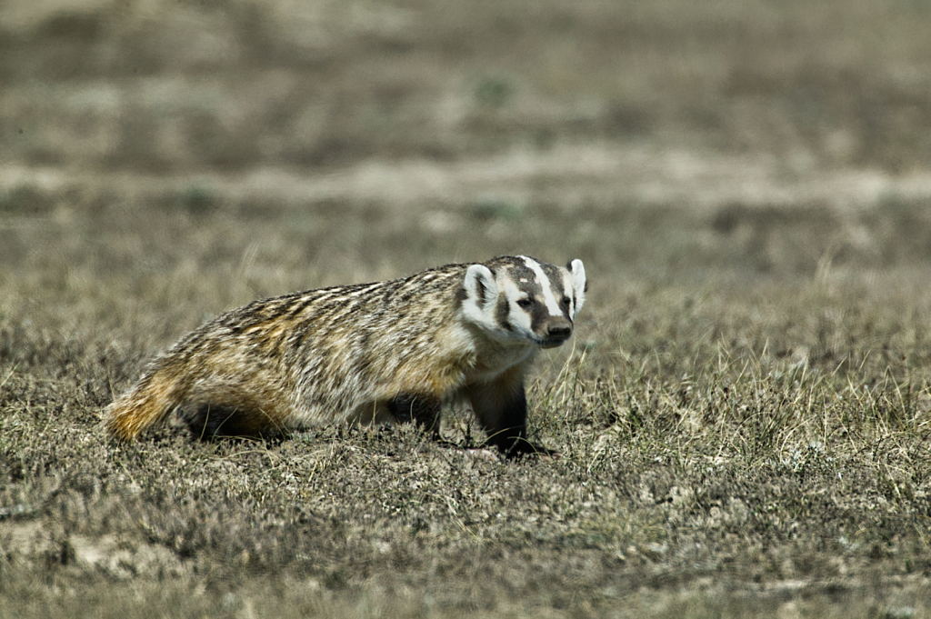 Badger, 908V3842 - ID: 16042415 © Larry Adamache