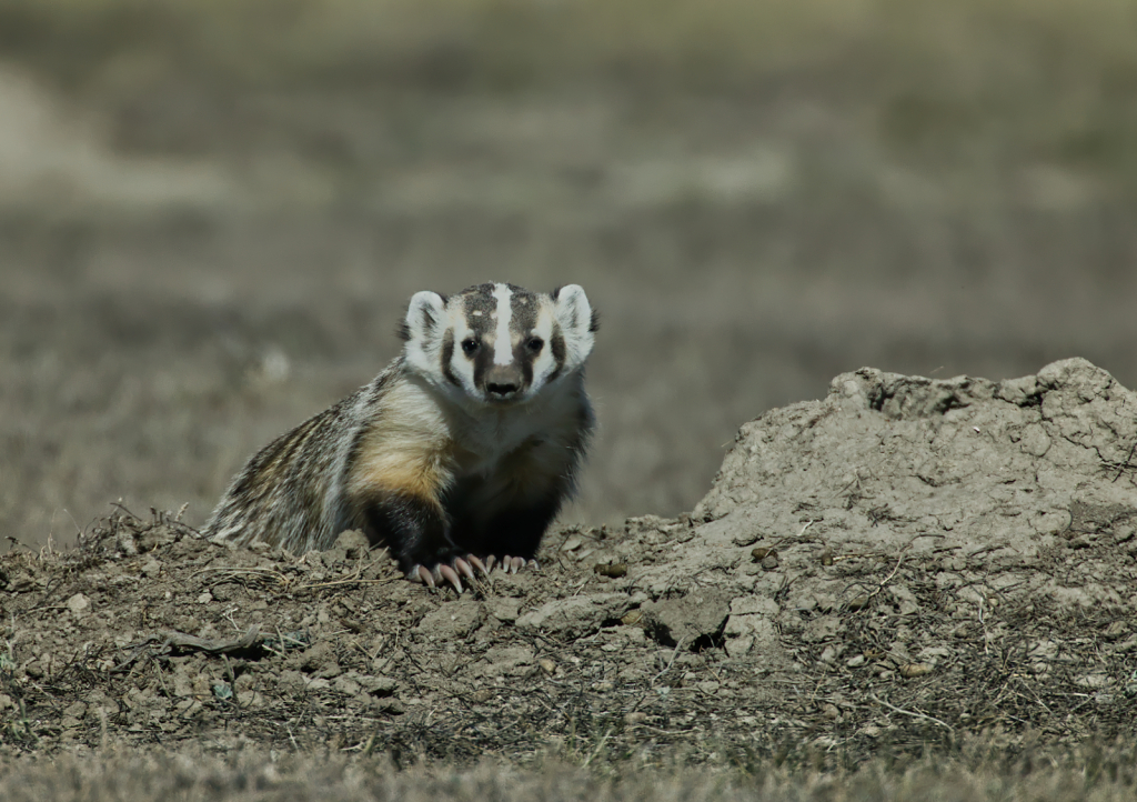 Badger, 908V3845 - ID: 16042416 © Larry Adamache