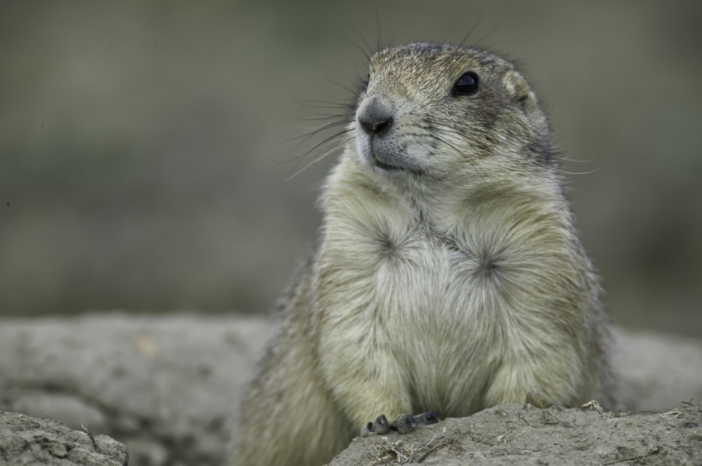 Prairie Dog, 908V3795 - ID: 16042417 © Larry Adamache