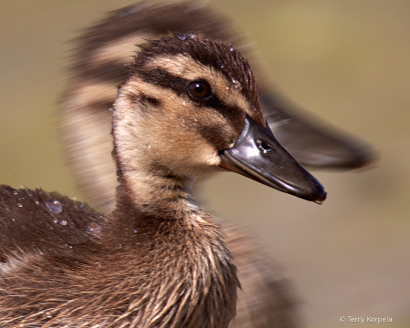 Duckling Portrait