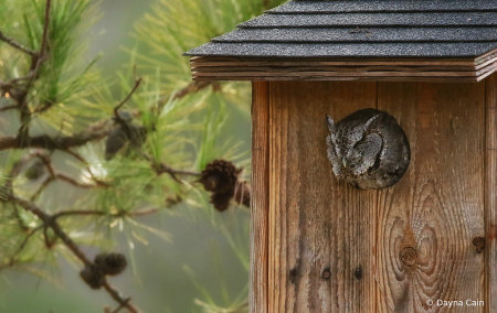 Screech Owl Home