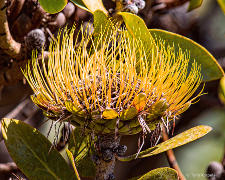 Santa Cruz Botanical Garden