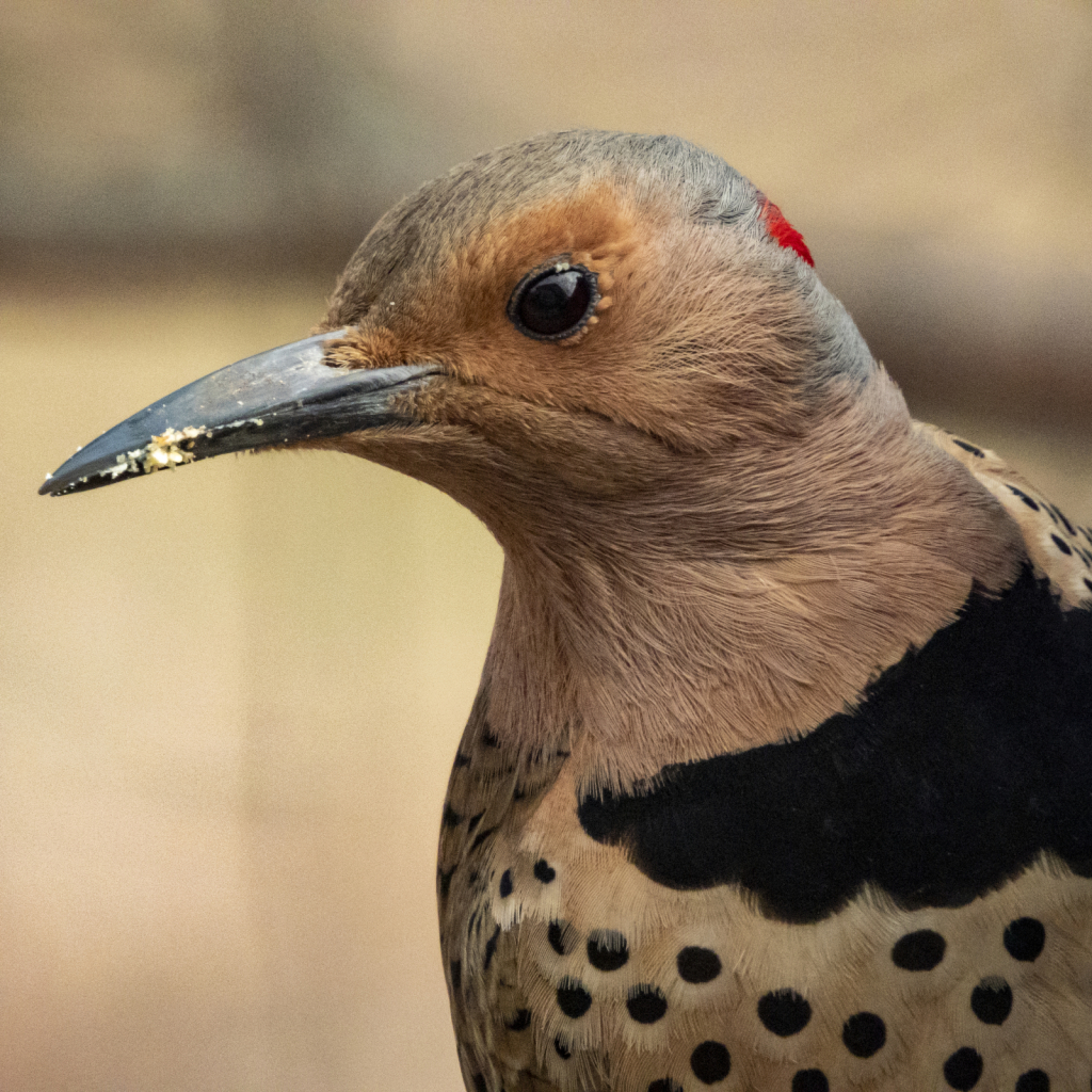 Northern Flicker 