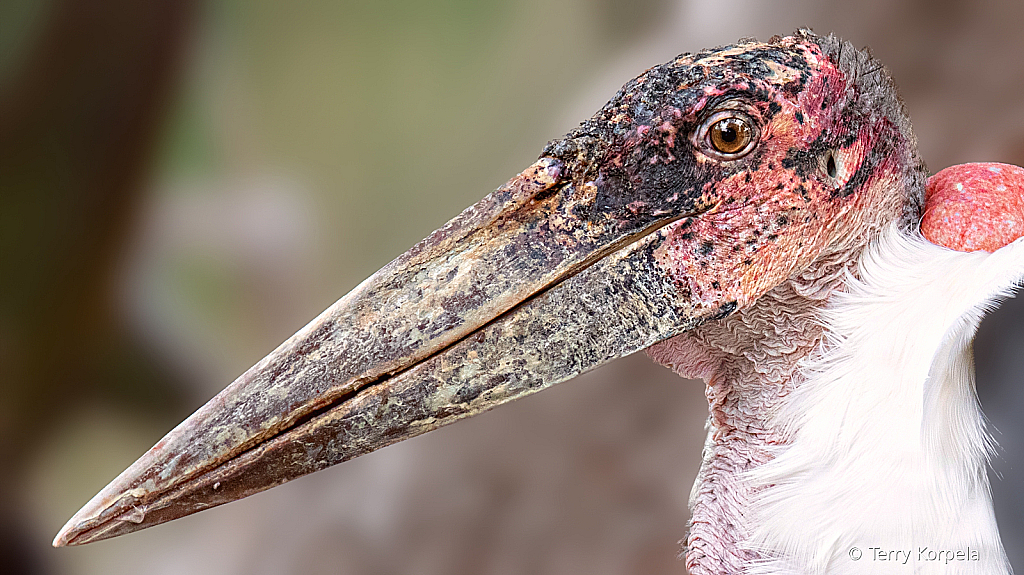 Marabou Stork Portrait - ID: 16042437 © Terry Korpela
