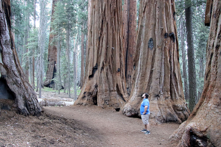 Among the Sequoias