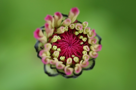 Zinnia Bud