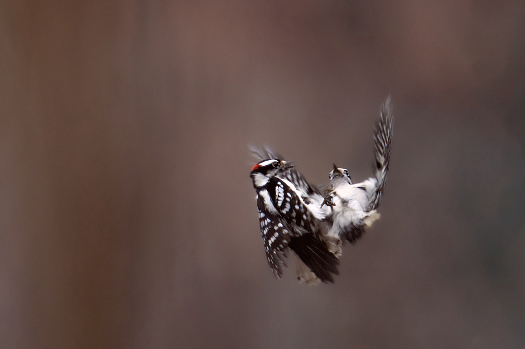 Downy Woodpeckers Falling From the Sky