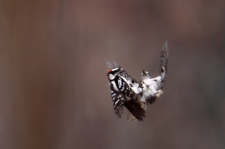 Downy Woodpeckers Falling From the Sky