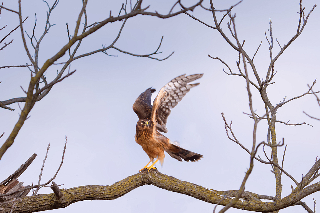 Northern Harrier with her Hands Up - ID: 16042552 © Kitty R. Kono