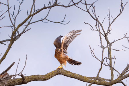 Northern Harrier with her Hands Up