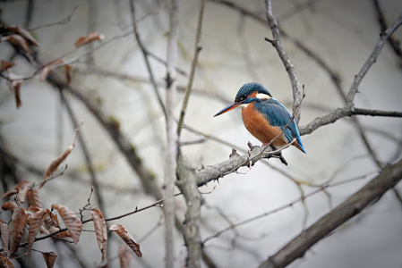 Kingfisher