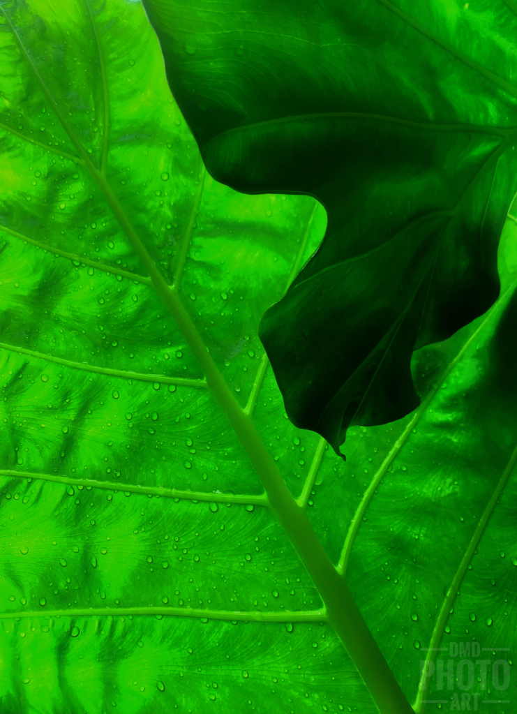 ~ ~ RAINDROPS ON THE ELEPHANT EAR ~ ~ 
