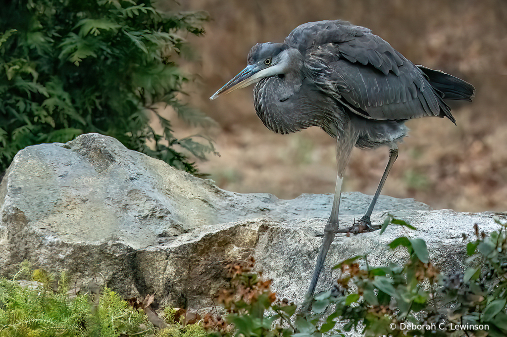 Great Blue Heron Hunting