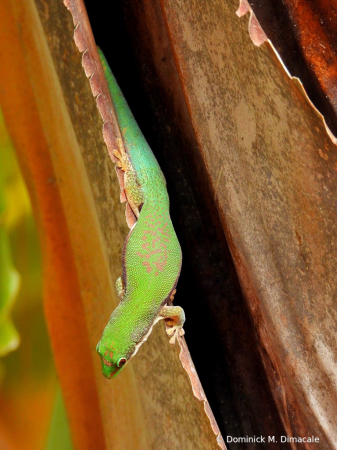 ~ ~ GREEN ANOLE ~ ~ 