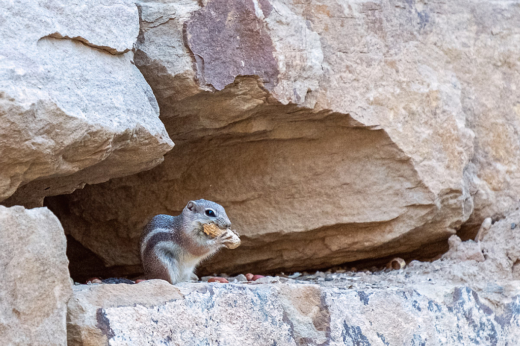 Chipmunk's lunch time