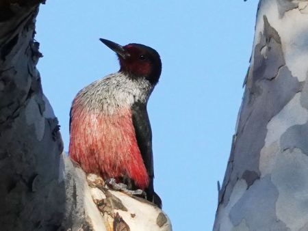 Lewis Woodpecker