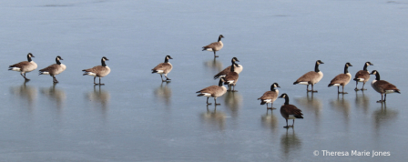 Canada Geese at the Frozen Lake