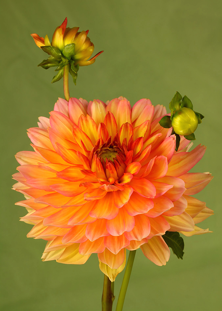 Peach Dahlia